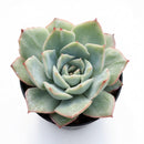 Potted Echeveria 'California Queen' on a white background, green succulents, indoor succulents, succulent care guide, buy succulents online on a white background