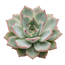 Potted Echeveria 'California Queen' on a white background, green succulents, indoor succulents, succulent care guide, buy succulents online on a white background
