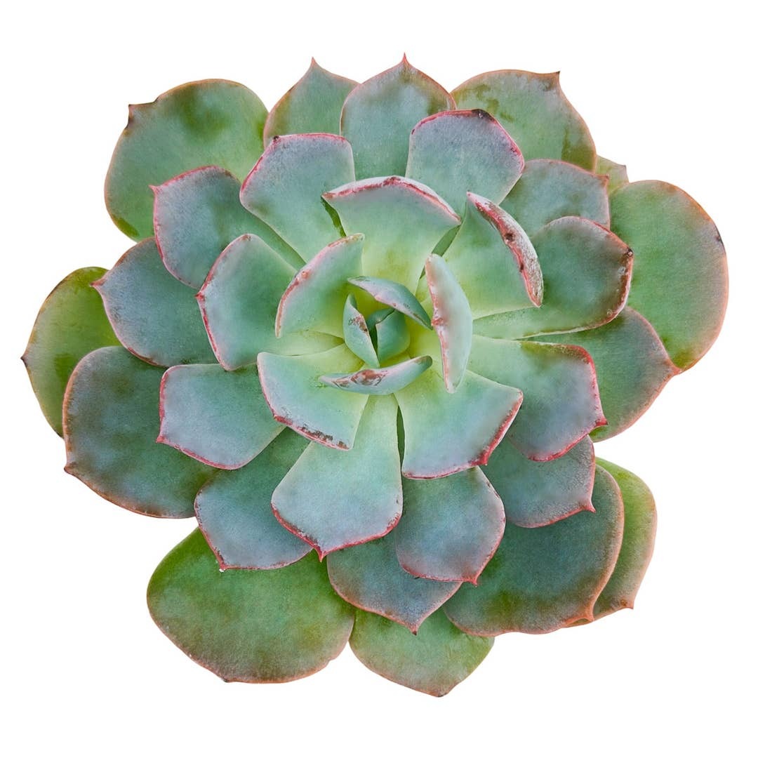 2 inch Echeveria Canadian, pastel color plants, colorful succulents, low-maintenance plants, succulent rosettes, easy-to-grow plants
