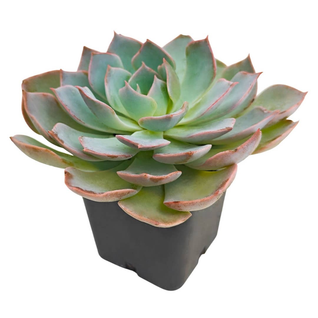 2 inch Echeveria Canadian in black plastic pot, buy succulents online, drought-tolerant plants, succulent arrangements