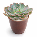 2 inch Echeveria Canadian succulent live plant, Echeveria Canadian rosette succulent plant, rare echeveria succulent variety