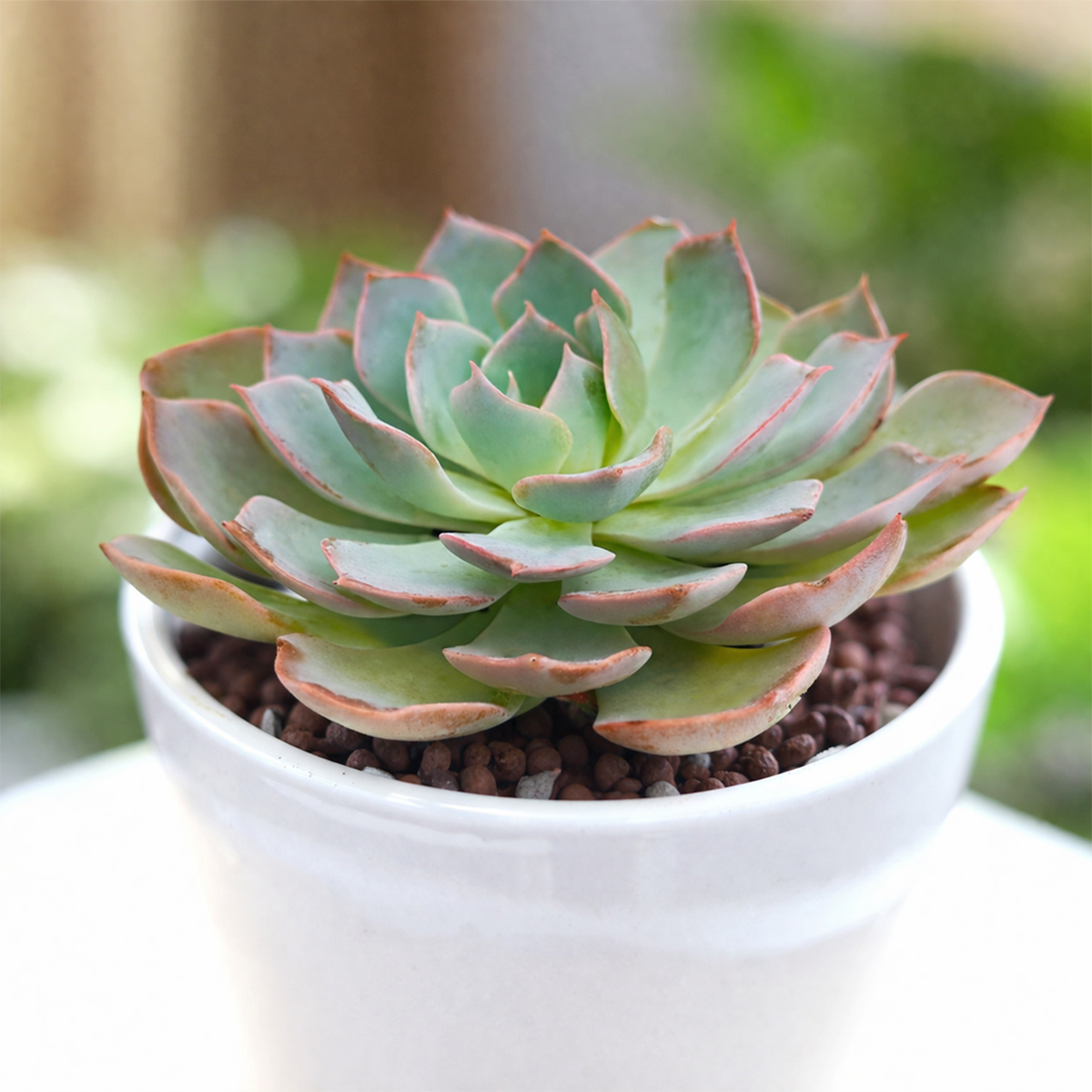 Echeveria Canadian - Pastel Blue Succulents, Beginner-friendly Plants 2 inch / Clay Pot by Succulents Box