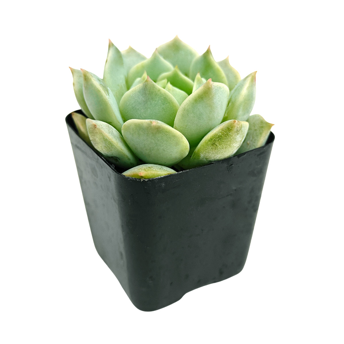 buy succulents online, drought-tolerant plants, succulent arrangements, succulent propagation