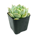 Low-maintenance outdoor plants, Long-lived succulent, Best echeveria for small gardens, Buy echeveria captain hay online