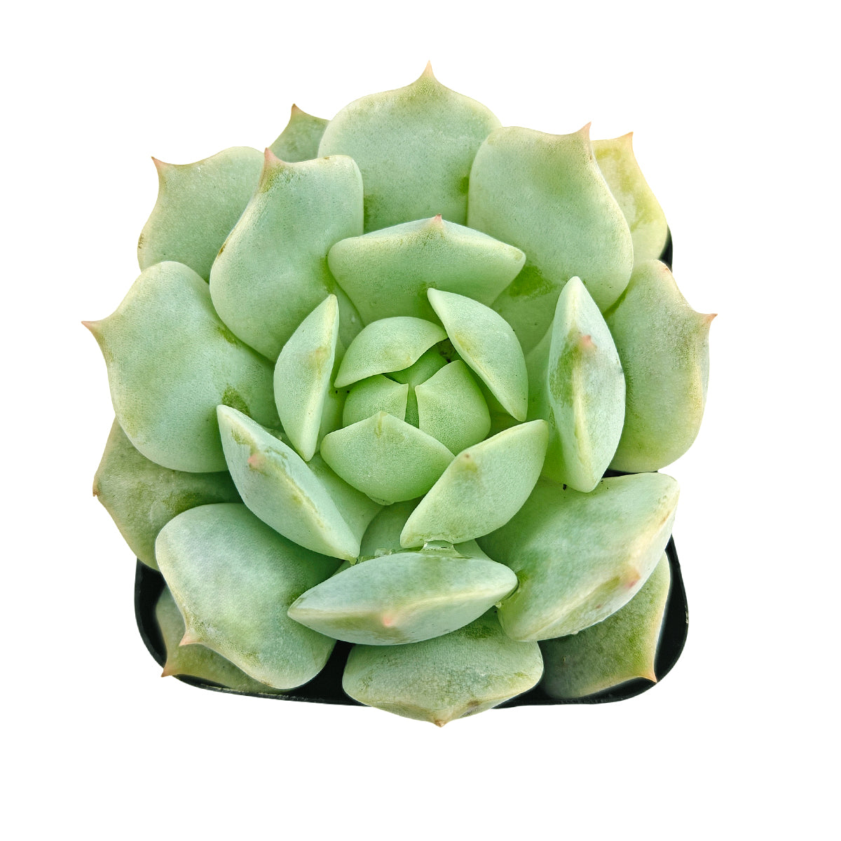 Echeveria Captain Hay care guide, Succulents with colorful edges, Desert garden centerpiece, Buy small indoor plants online, Affordable small indoor plants