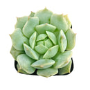 Low-maintenance outdoor plants, Long-lived succulent, Best echeveria for small gardens, Buy echeveria captain hay online