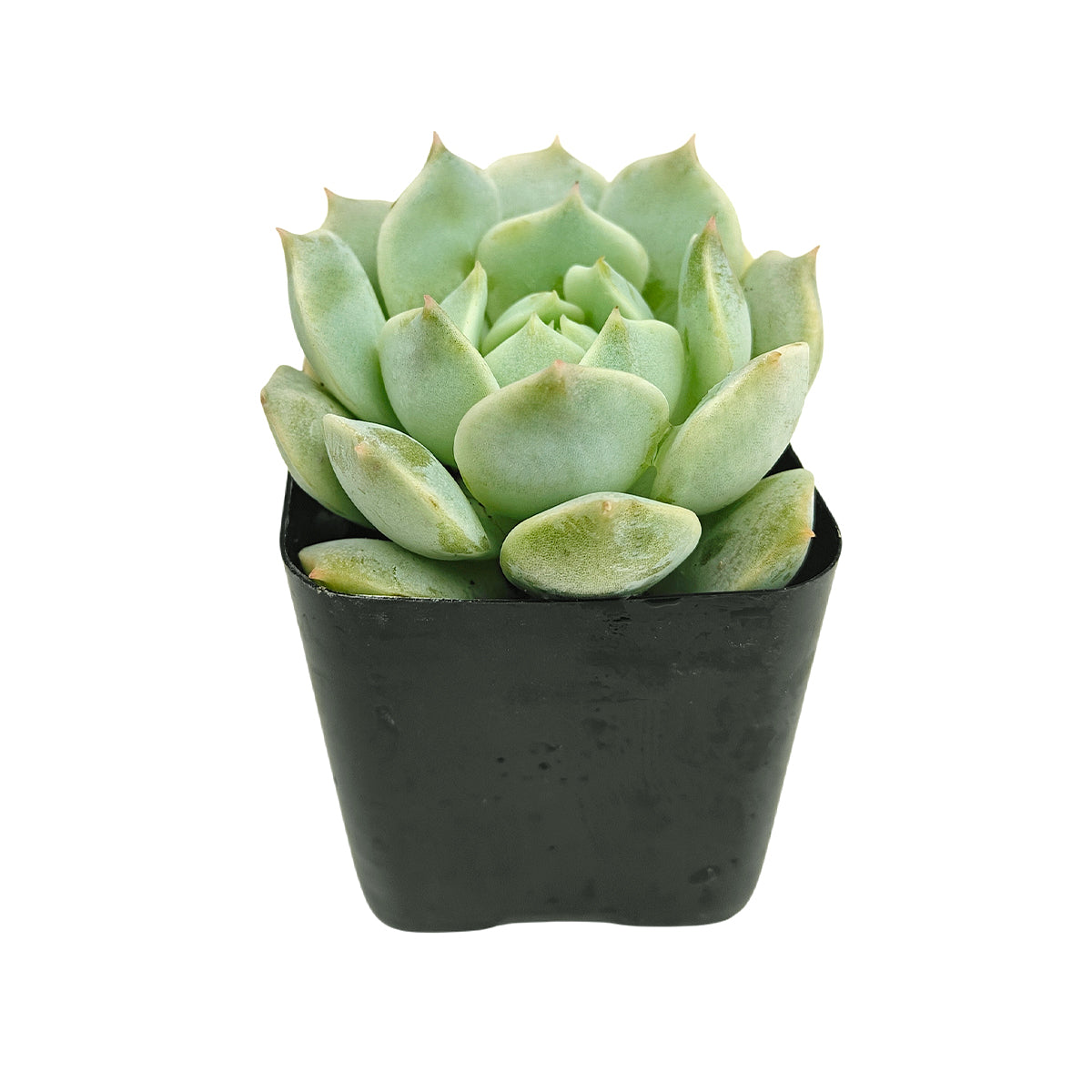 Low-maintenance outdoor plants, Long-lived succulent, Best echeveria for small gardens, Buy echeveria captain hay online