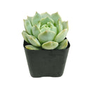 Low-maintenance outdoor plants, Long-lived succulent, Best echeveria for small gardens, Buy echeveria captain hay online