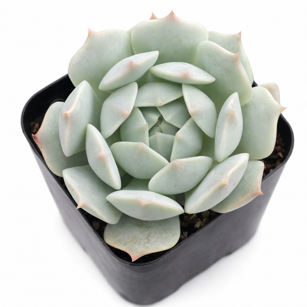 2 inch Echeveria Captain Hay, green succulents, indoor succulents, succulent care guide, buy succulents online