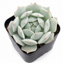 Low-maintenance outdoor plants, Long-lived succulent, Best echeveria for small gardens, Buy echeveria captain hay online