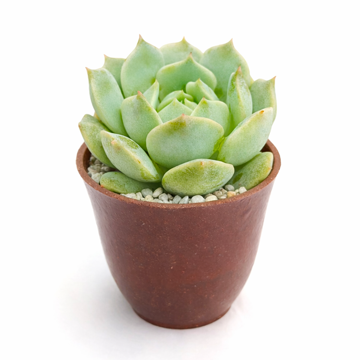 2 inch Echeveria Captain Hay, green succulents, indoor succulents, succulent care guide, buy succulents online