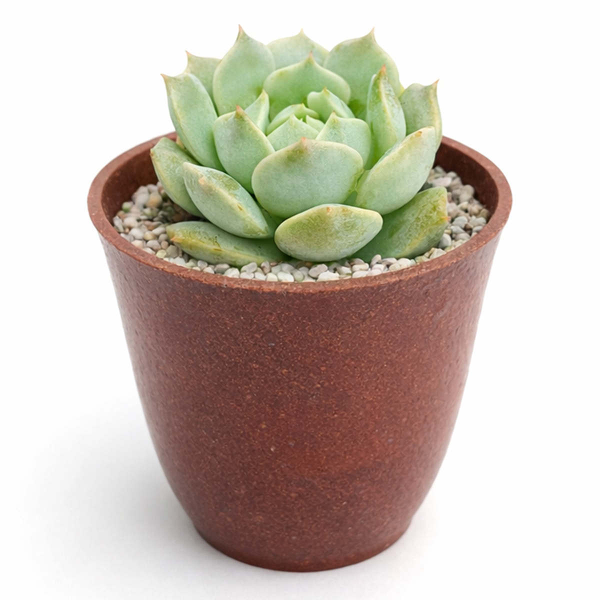 buy 2 inch Echeveria Captain Hay live succulent plant online, powdery farina succulent leaves, collectible echeveria succulent, vibrant pastel succulent colors, aesthetic succulent for modern home decor