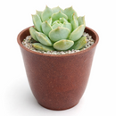buy 2 inch Echeveria Captain Hay live succulent plant online, powdery farina succulent leaves, collectible echeveria succulent, vibrant pastel succulent colors, aesthetic succulent for modern home decor