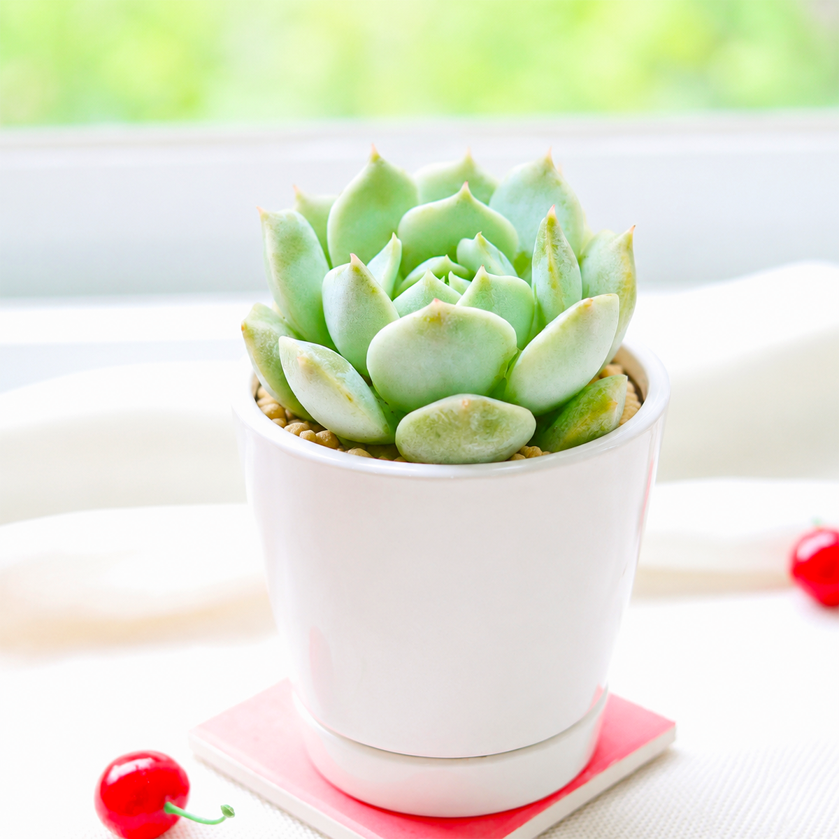 Echeveria Captain Hay