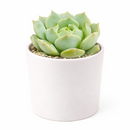buy 2 inch Echeveria Captain Hay live succulent plant online, powdery farina succulent leaves, collectible echeveria succulent, vibrant pastel succulent colors, aesthetic succulent for modern home decor