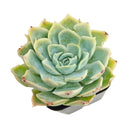 2 inch Echeveria Carino, buy Echeveria Carino near me, Echeveria Carino for sale, small succulents for decor