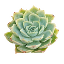Succulent plants for sale, Succulent gifts, Growing succulents indoors, Small indoor plants, Decorative small plants for home
