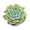 Succulent plants for sale, Succulent gifts, Growing succulents indoors, Small indoor plants, Decorative small plants for home
