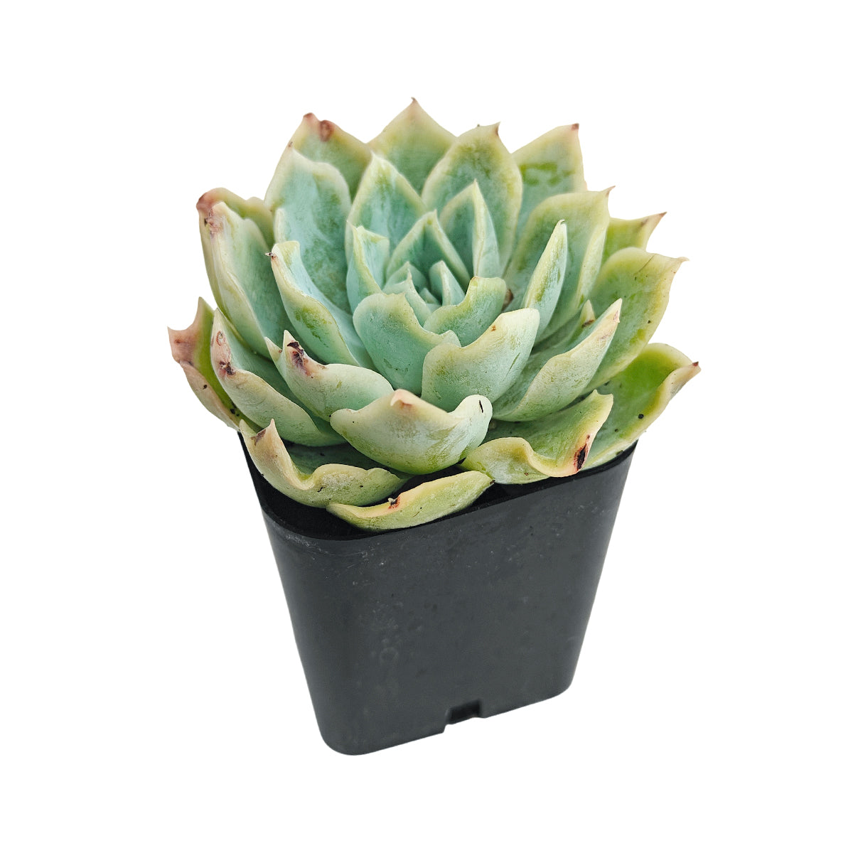 2 inch Echeveria Carino, buy Echeveria Carino near me, Echeveria Carino for sale, small succulents for decor