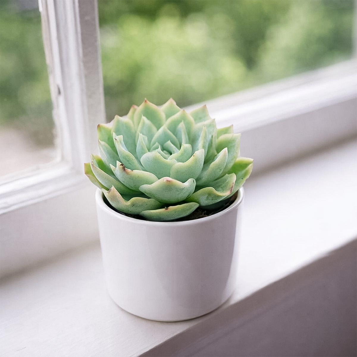2 inch Echeveria Carino, buy Echeveria Carino near me, Echeveria Carino for sale, small succulents for decor