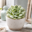 8-pack of 2" live plants for sale. Pick eight favorite plants and enjoy a variety of compact plants in 2" pots. Great for plant collections, gifting, decorating small spaces, and indoor gardening.