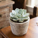 Buy an 8-pack of 4" live plants online. Choose eight plants of your choice to create a lush and diverse collection in 4" pots. Perfect for filling larger spaces, decorating your home or office, and growing your plant collection.