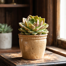 buy echeveria 'churro' live succulent 2 inch online, tubular leaves, rosette form, architectural design, unique gift, collector plant
