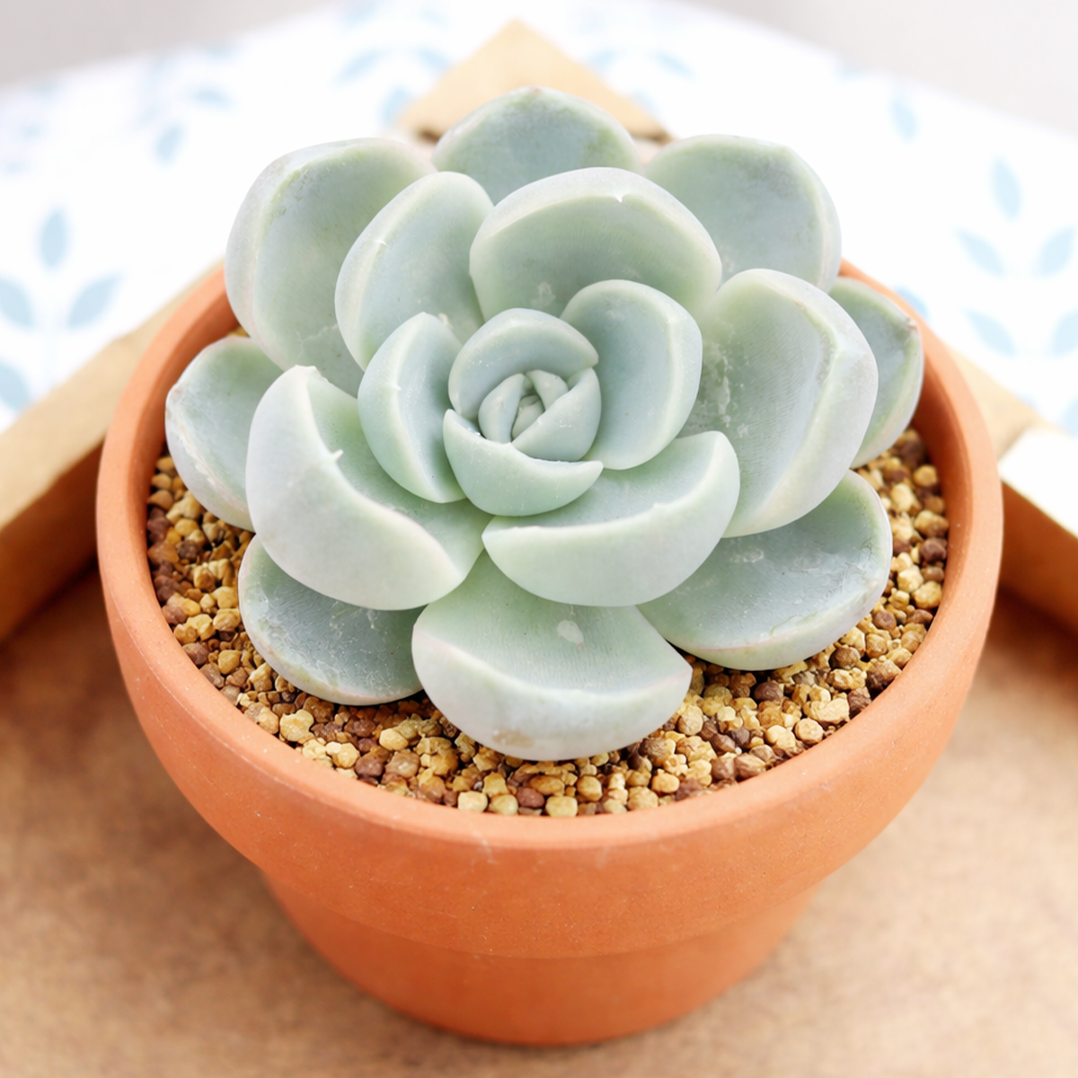 Echeveria Cielo