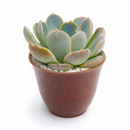 2 inch Echeveria Cielo, Echeveria Cielo for sale, succulent plants, rare succulents, indoor succulents, succulent care guide