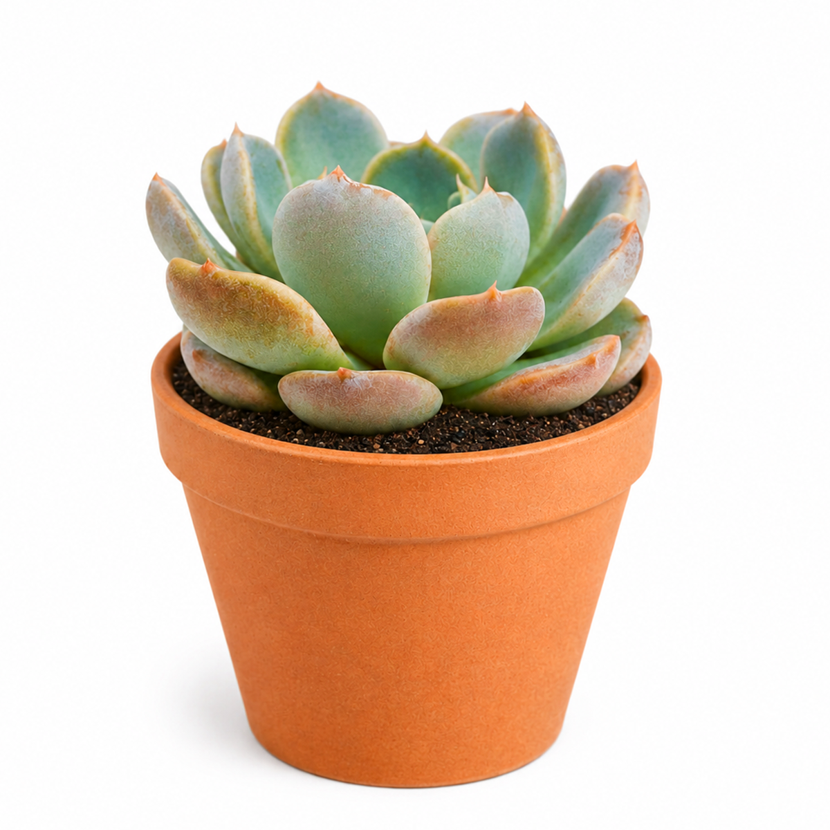 2 inch Echeveria Cielo live plant for sale, pastel blue echeveria succulent, powdery blue gray succulent plant, elegant rosette succulent variety, ornamental echeveria for home and garden