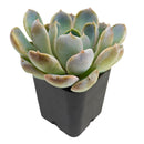 2 inch Echeveria Cielo, Echeveria Cielo for sale, succulent plants, rare succulents, indoor succulents, succulent care guide