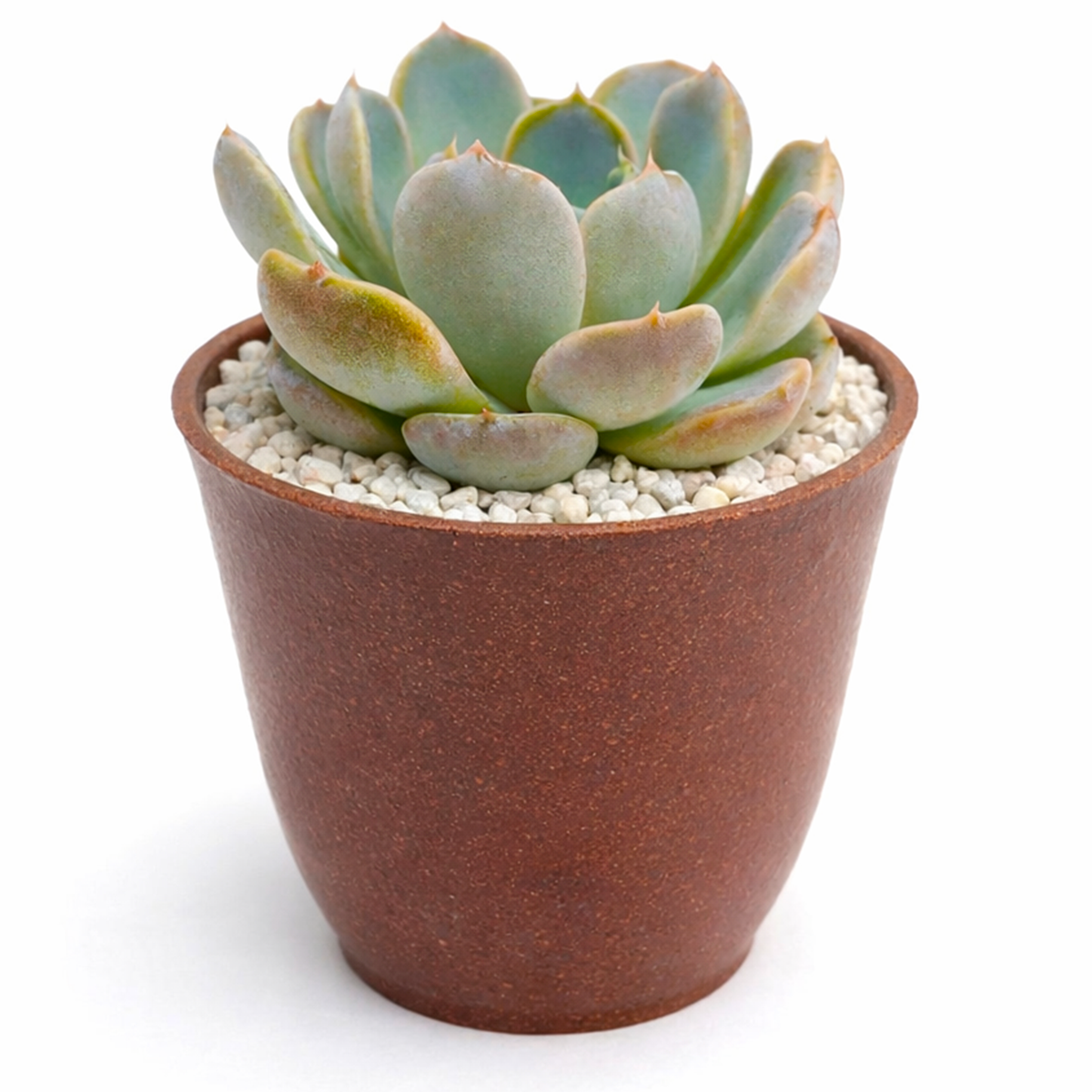 2 inch Echeveria Cielo live plant for sale, drought tolerant succulent houseplant, low maintenance succulent plant, decorative potted echeveria, soft blue succulent foliage, collectible echeveria succulent