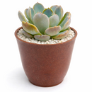 2 inch Echeveria Cielo, Echeveria Cielo for sale, succulent plants, rare succulents, indoor succulents, succulent care guide