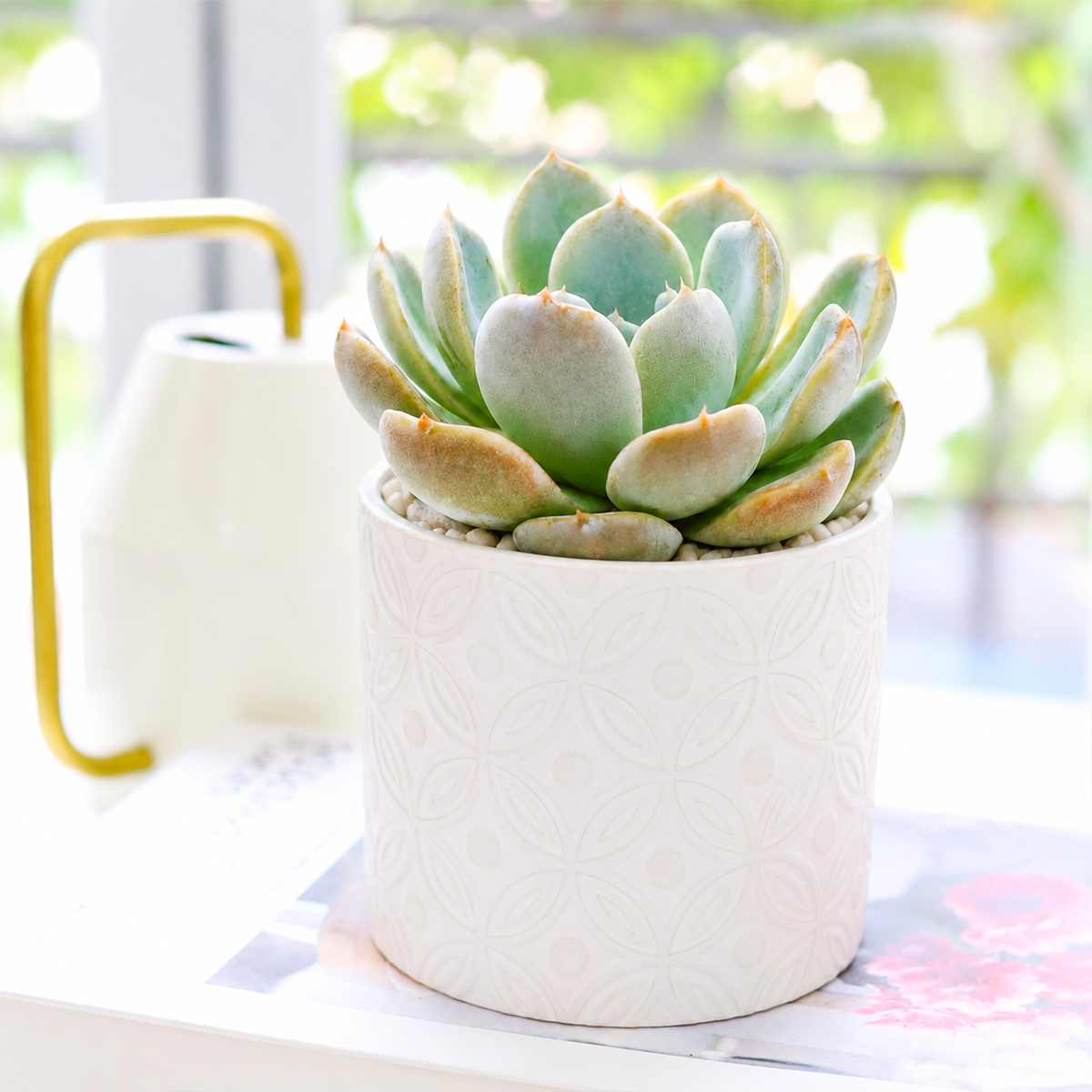buy 2 inch Echeveria Cielo live plant online, succulent for container gardens and patio planters, sun loving echeveria plant, hardy drought resistant succulent, unique succulent for plant collectors
