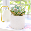 2 inch Echeveria Cielo, Echeveria Cielo for sale, succulent plants, rare succulents, indoor succulents, succulent care guide