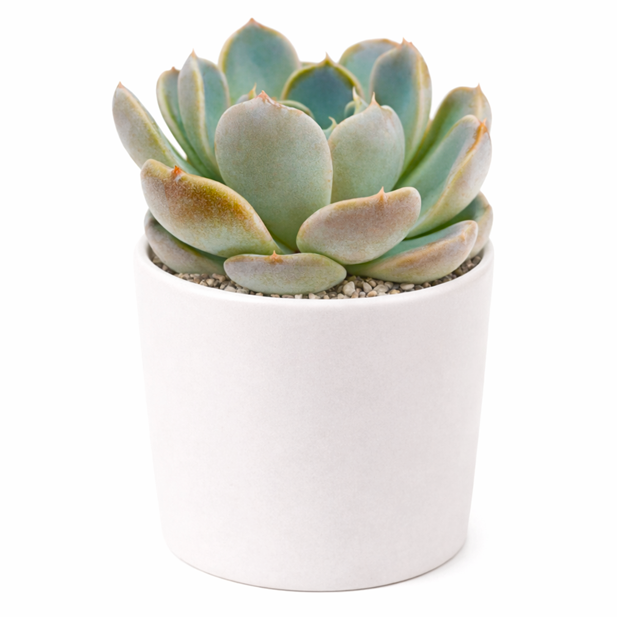 buy 2 inch Echeveria Cielo live plant online, symmetrical rosette ornamental succulent, aesthetic succulent for modern home decor, nursery grown succulent plant, thick leaf ornamental succulent