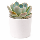 2 inch Echeveria Cielo, Echeveria Cielo for sale, succulent plants, rare succulents, indoor succulents, succulent care guide