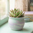 Buy an 8-pack of 4" live plants online. Choose eight plants of your choice to create a lush and diverse collection in 4" pots. Perfect for filling larger spaces, decorating your home or office, and growing your plant collection.
