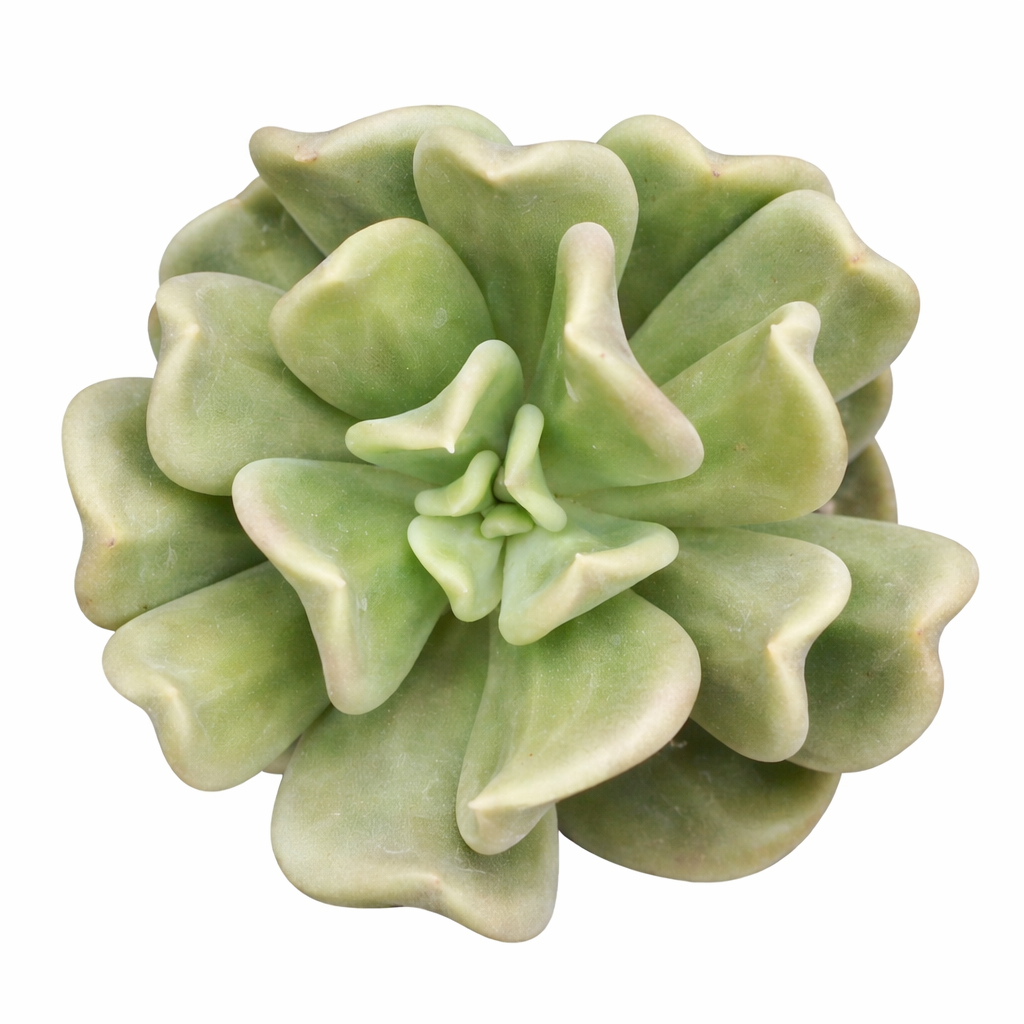 2 inch Echeveria ‘Curve’, green succulents, indoor succulents, succulent care guide, buy succulents online