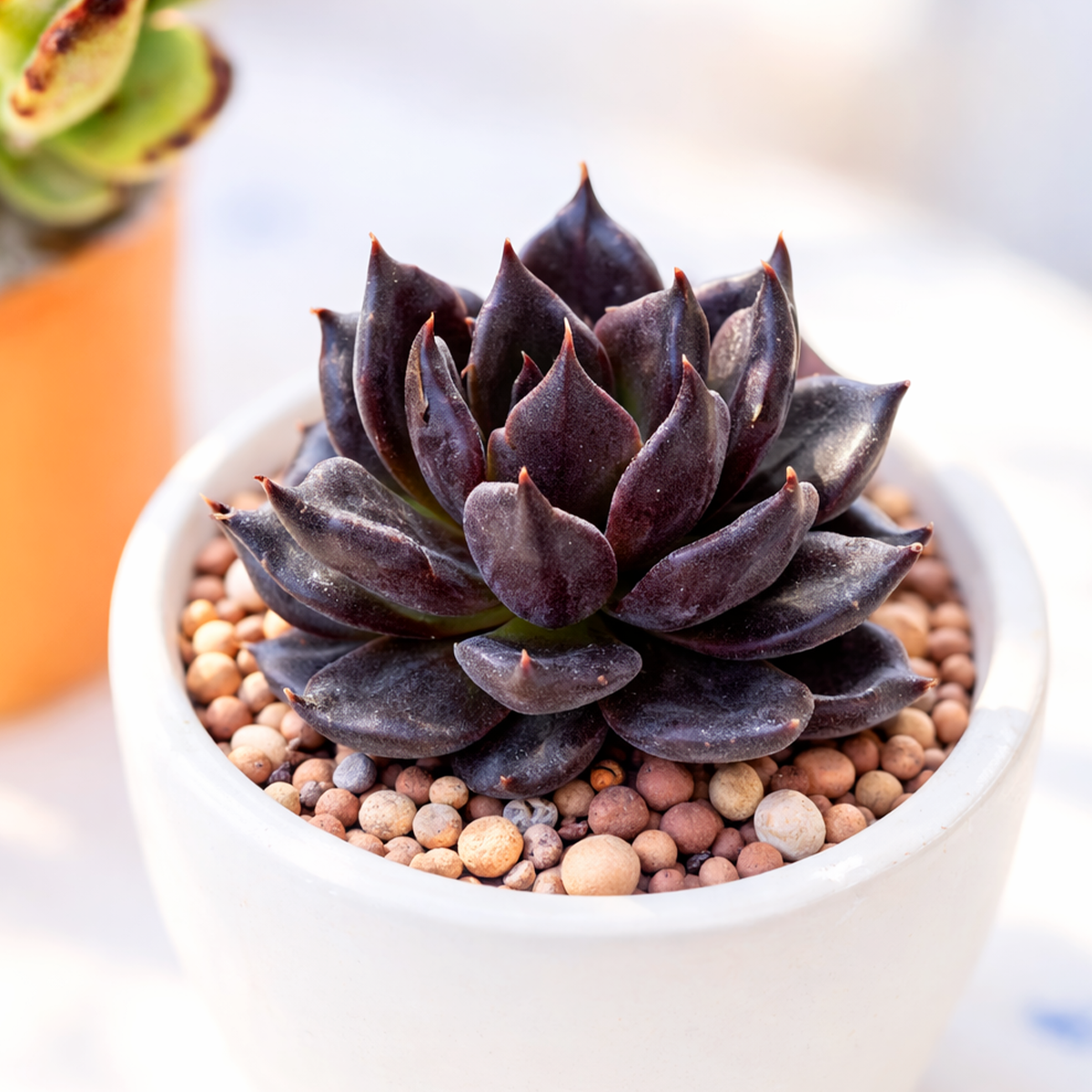Echeveria Dark Moon 2 inch, Echeveria Dark Moon 2 inch for sale, Echeveria Dark Moon 2 inch in CA, rosette succulent, rosette echeveria