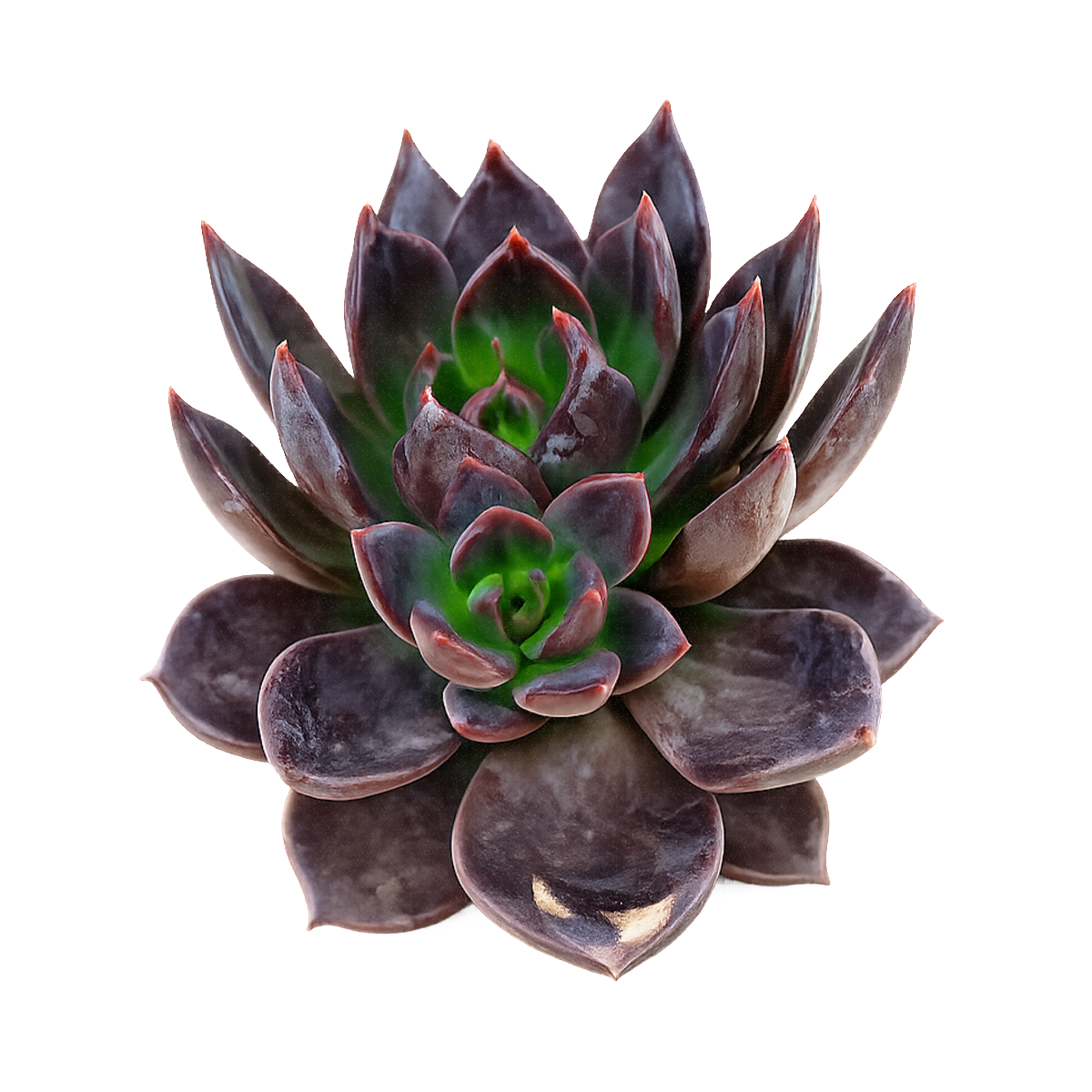 2 inch Echeveria Dark Moon for sale. Echeveria Dark Moon is admired for its rich dark foliage and compact rosette shape that creates a dramatic visual effect. It grows best in bright sunlight with fast-draining soil and occasional watering. This low-maintenance succulent is ideal for beginners and collectors alike.