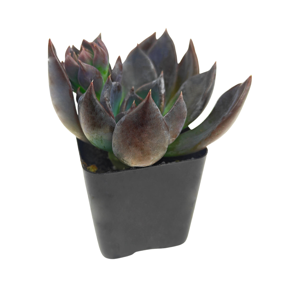 Buy Echeveria Dark Moon 2 inch online. Echeveria Dark Moon features thick, fleshy leaves with deep burgundy to purple tones that make it stand out in any arrangement. It prefers bright light, well-draining soil, and infrequent watering. This beautiful succulent brings modern style to homes and offices.