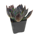 2 inch Echeveria Dark Moon for sale. Echeveria Dark Moon is admired for its rich dark foliage and compact rosette shape that creates a dramatic visual effect. It grows best in bright sunlight with fast-draining soil and occasional watering. This low-maintenance succulent is ideal for beginners and collectors alike.