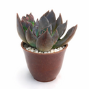 2 inch Echeveria Dark Moon for sale. Echeveria Dark Moon is admired for its rich dark foliage and compact rosette shape that creates a dramatic visual effect. It grows best in bright sunlight with fast-draining soil and occasional watering. This low-maintenance succulent is ideal for beginners and collectors alike.