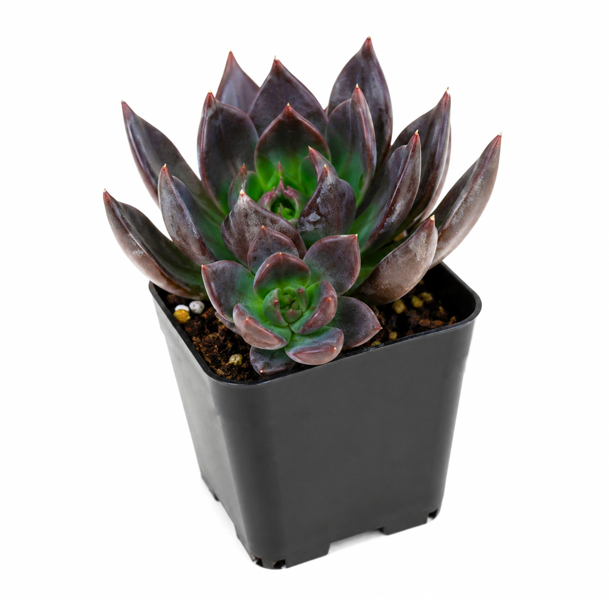 2 inch Echeveria Dark Moon for sale. Echeveria Dark Moon is a compact succulent known for its elegant dark rosette and drought-tolerant nature. It flourishes in sunny locations and requires very little maintenance. This unique plant is perfect for decorative pots and succulent collections.