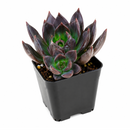 2 inch Echeveria Dark Moon for sale. Echeveria Dark Moon is admired for its rich dark foliage and compact rosette shape that creates a dramatic visual effect. It grows best in bright sunlight with fast-draining soil and occasional watering. This low-maintenance succulent is ideal for beginners and collectors alike.