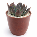 2 inch Echeveria Dark Moon for sale. Echeveria Dark Moon is admired for its rich dark foliage and compact rosette shape that creates a dramatic visual effect. It grows best in bright sunlight with fast-draining soil and occasional watering. This low-maintenance succulent is ideal for beginners and collectors alike.