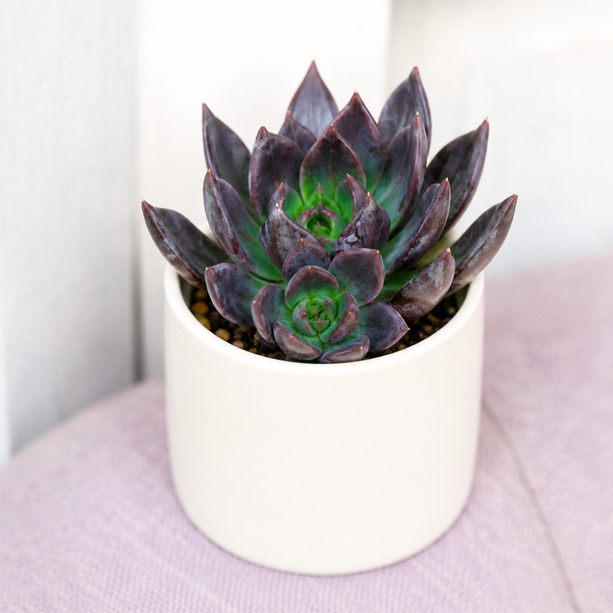Buy Echeveria Dark Moon 2 inch online. Echeveria Dark Moon is a striking succulent with deep-colored rosettes that add bold contrast to any plant collection. It thrives in bright light and well-draining soil with minimal watering. This easy-care succulent is perfect for windowsills, desktops, and indoor succulent displays.