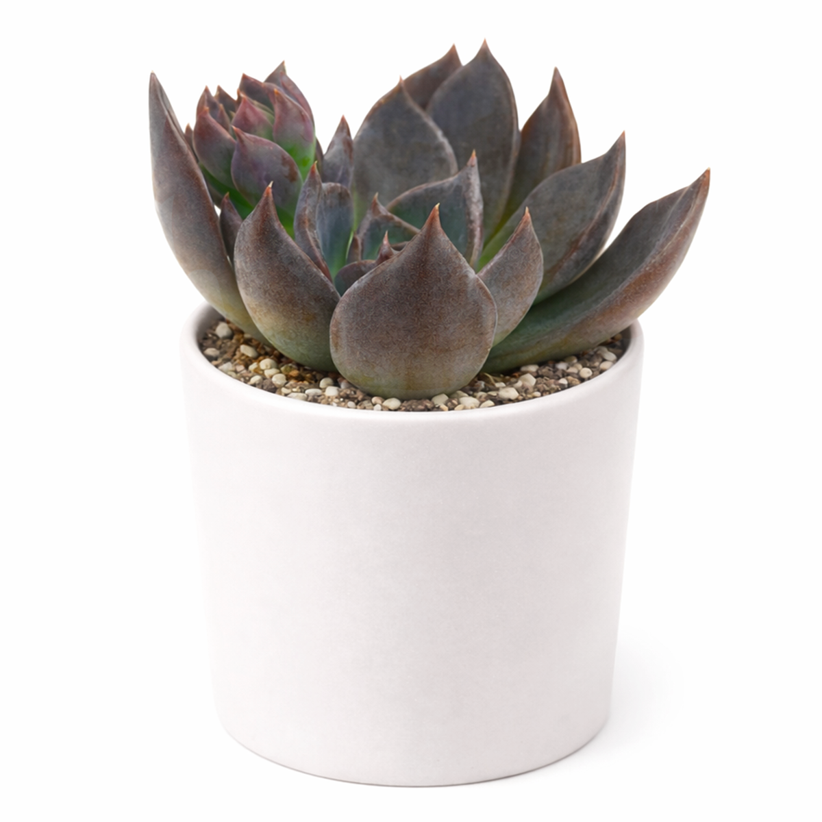 Buy Echeveria Dark Moon 2 inch online. Echeveria Dark Moon is an elegant succulent with richly colored leaves arranged in a compact rosette. It enjoys bright sunlight, fast-draining soil, and minimal watering to maintain healthy growth. This low-maintenance plant is ideal for homes, offices, and modern plant displays.