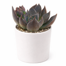 2 inch Echeveria Dark Moon for sale. Echeveria Dark Moon is admired for its rich dark foliage and compact rosette shape that creates a dramatic visual effect. It grows best in bright sunlight with fast-draining soil and occasional watering. This low-maintenance succulent is ideal for beginners and collectors alike.